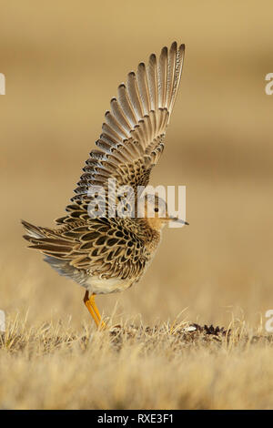 Buff-breasted Sandpiper (Calidris subruficollis) Ernährung in der Tundra im Norden von Alaska. Stockfoto