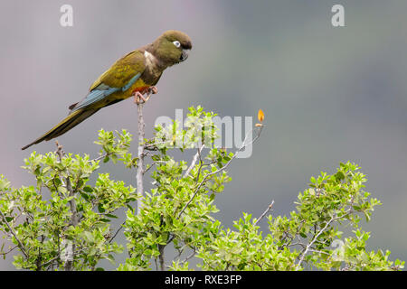 Sittich (Cyanoliseus patagonus Graben) auf eine Niederlassung in Chile thront. Stockfoto