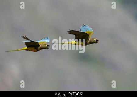 Sittich, Cyanoliseus patagonus Graben, auf eine Niederlassung in Chile thront. Stockfoto