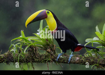 Kastanien-mandibled Toucan (Ramphastos Swainsonii) thront auf einem Ast in Costa Rica. Stockfoto
