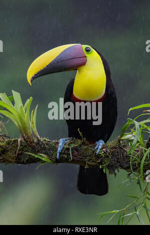 Kastanien-mandibled Toucan (Ramphastos Swainsonii) thront auf einem Ast in Costa Rica. Stockfoto