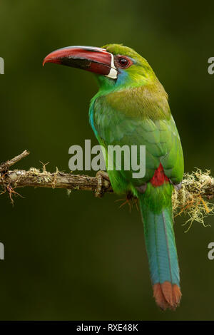 Crimson-rumped haematopygus Toucanet (Aulacorhynchus) auf einem Zweig in den Anden Kolumbiens thront. Stockfoto