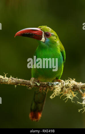 Crimson-rumped haematopygus Toucanet (Aulacorhynchus) auf einem Zweig in den Anden Kolumbiens thront. Stockfoto