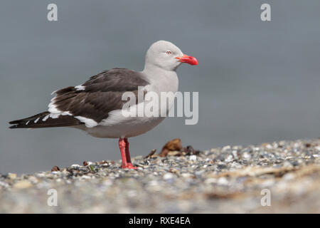 Dolphin Möwe (scoresbii Leucophaeus) auf dem Boden in Chile thront. Stockfoto