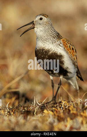 Strandläufer (Calidris alpina) Fütterung in der Tundra im Norden von Alaska. Stockfoto