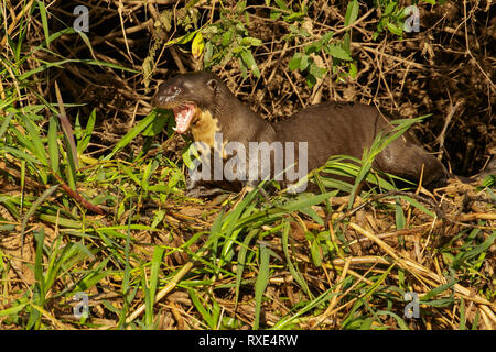 Ein riesiger River Otter in der Pantalal Region Brasiliens. Stockfoto