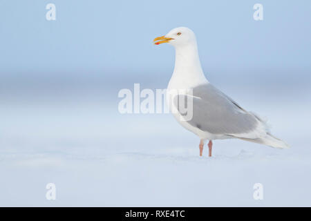 Glaucous Möwe (Larus hyperboreus) auf dem Eis in der Tundra im Norden von Alaska thront. Stockfoto