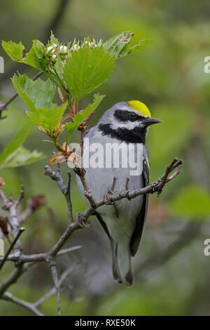 Golden-winged Warbler (Vermivora chrysoptera) auf eine Niederlassung in südöstliche Ontario, Kanada thront. Stockfoto