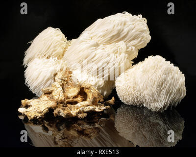 Frische Hericium Pilz auf schwarzem Hintergrund Stockfoto