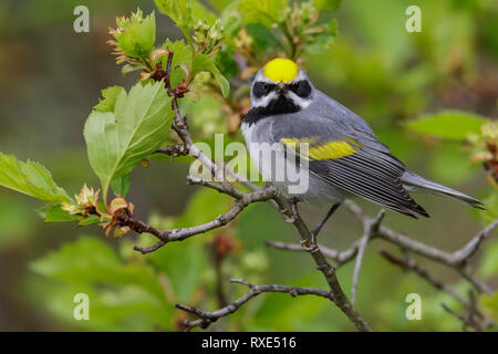 Golden-winged Warbler (Vermivora chrysoptera) auf eine Niederlassung in südöstliche Ontario, Kanada thront. Stockfoto