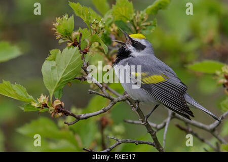 Golden-winged Warbler (Vermivora chrysoptera) auf eine Niederlassung in südöstliche Ontario, Kanada thront. Stockfoto