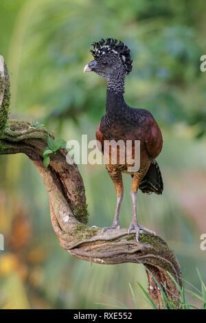 Großes Curassow (Crax Rubra) thront auf einem Ast in Costa Rica. Stockfoto