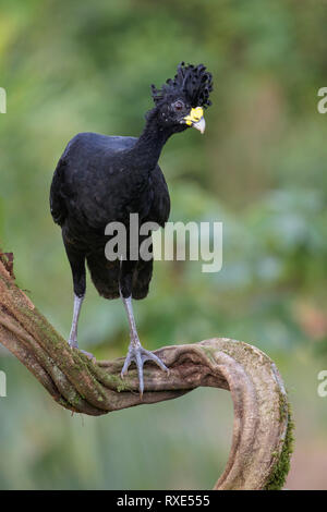 Großes Curassow (Crax Rubra) thront auf einem Ast in Costa Rica. Stockfoto