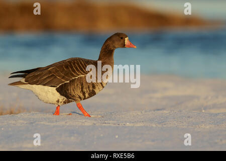 Mehr white-fronted goose (Anser Albifrons) auf einem kleinen Teich in der Tundra im Norden von Alaska. Stockfoto