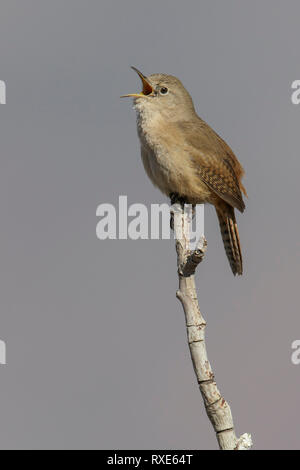 Haus Zaunkönig (Troglodytes aetis) auf eine Niederlassung in Chile thront. Stockfoto