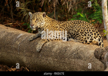 Ein Jaguar im Pantalal Region Brasiliens. Stockfoto