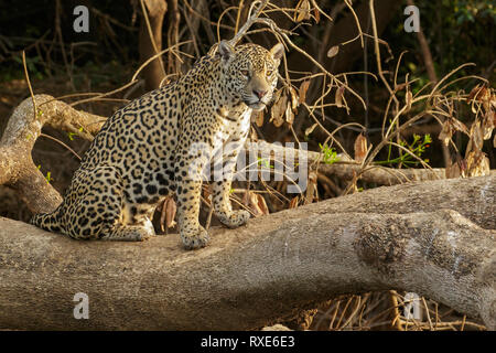 Ein Jaguar im Pantalal Region Brasiliens. Stockfoto