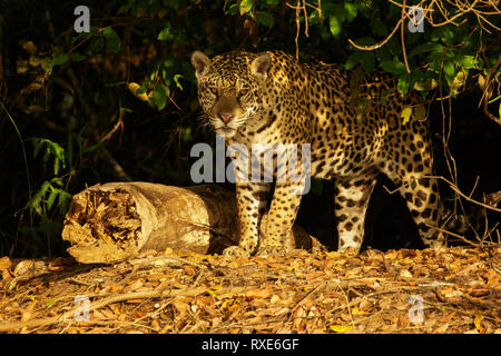 Ein Jaguar im Pantalal Region Brasiliens. Stockfoto