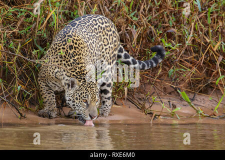 Ein Jaguar im Pantalal Region Brasiliens. Stockfoto