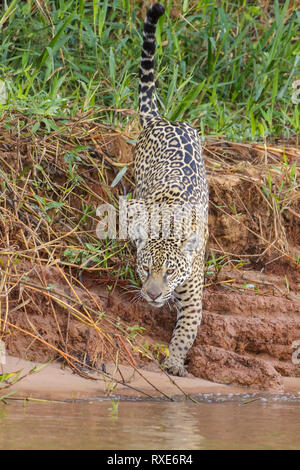 Ein Jaguar im Pantalal Region Brasiliens. Stockfoto