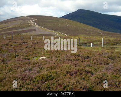 Der Weg zum Roys Hill auf dem Weg zur schottischen Berge Corbett Ben Rinnes, Cairngorm National Park, Schottland. Stockfoto