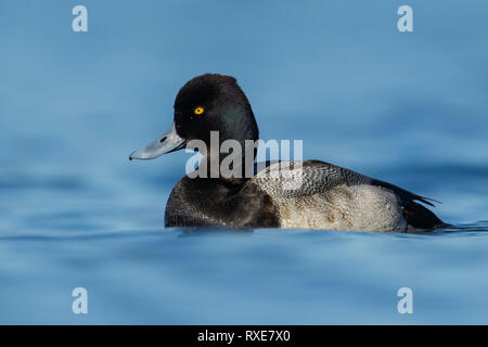 Weniger Bergenten (Aythya affinis) im Ozean in der Nähe von Victoria, British Columbia, Kanada. Stockfoto