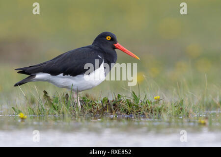 Magellanschen Austernfischer (Haematopus leucopodus) Ernährung in der Nähe von einem See in Chile. Stockfoto