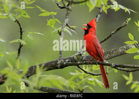 Northern cardinal (Cardinalis cardinalis) auf eine Niederlassung in südöstliche Ontario, Kanada thront. Stockfoto