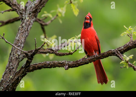 Northern cardinal (Cardinalis cardinalis) auf eine Niederlassung in südöstliche Ontario, Kanada thront. Stockfoto