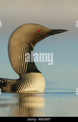 Pacific Eistaucher (Gavia Pacifica) auf einem kleinen Teich in der Tundra im Norden von Alaska. Stockfoto
