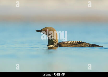 Pacific Eistaucher (Gavia Pacifica) auf einem kleinen Teich in der Tundra im Norden von Alaska. Stockfoto