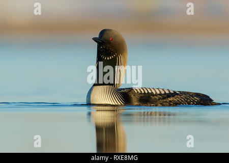 Pacific Eistaucher (Gavia Pacifica) auf einem kleinen Teich in der Tundra im Norden von Alaska. Stockfoto