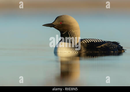 Pacific Eistaucher (Gavia Pacifica) auf einem kleinen Teich in der Tundra im Norden von Alaska. Stockfoto