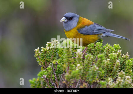 Patagonische Sierra-Finch (Phrygilus patagonicus) auf eine Niederlassung in Chile thront. Stockfoto