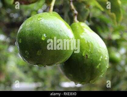 In der Nähe der verschiedenen Früchte hängen an Bäumen auf den Seychellen Inseln Stockfoto