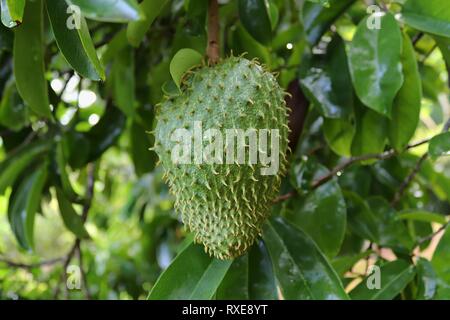 In der Nähe der verschiedenen Früchte hängen an Bäumen auf den Seychellen Inseln Stockfoto