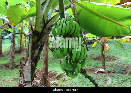 In der Nähe der verschiedenen Früchte hängen an Bäumen auf den Seychellen Inseln Stockfoto