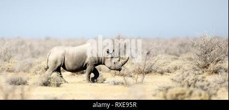 Eine Schwarze Nashorn im Etosha Nationalpark, Namibia. Stockfoto