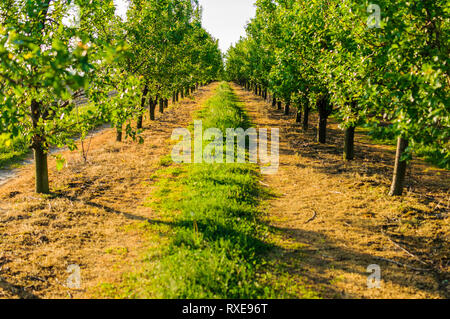 Symmetrische Ansicht endlos auf die Landstraße zwischen Obstbäumen Linien in schönen Obstgarten. Stockfoto