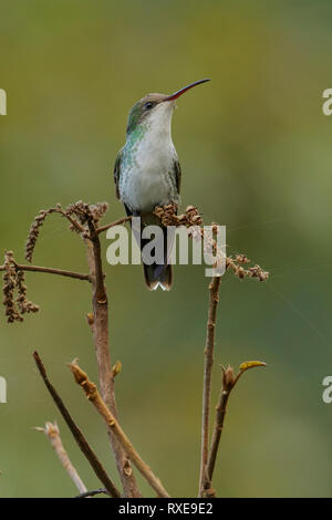 Red-billed Streamertai (Trochilus polytmus polytmus) auf einem Zweig in Jamaika in der Karibik thront. Stockfoto