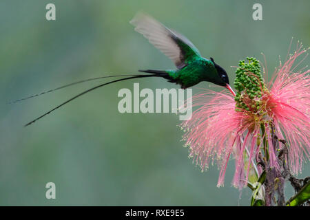 Red-billed Streamertai (Trochilus polytmus polytmus) fliegen und Fütterung eine Blume in Jamaika in der Karibik. Stockfoto