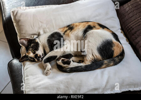 Isolierte Katze schlafen auf Kissen auf einem Sofa in einem Haus Stockfoto