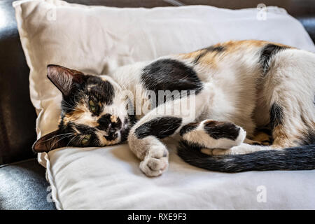 Isolierte Katze schlafen auf Kissen auf einem Sofa in einem Haus Stockfoto