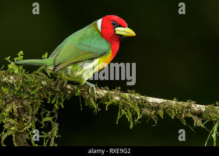 Rothaarige Barbet (Eubucco bourcierii) auf einem Zweig in den Anden Kolumbiens thront. Stockfoto