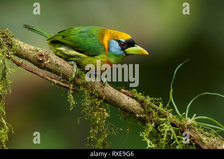 Rothaarige Barbet (Eubucco bourcierii) auf einem Zweig in den Anden Kolumbiens thront. Stockfoto