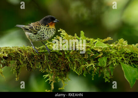 Rufous-throated Tanager (Tangara rufigula) auf einem Zweig in den Anden Kolumbiens thront. Stockfoto