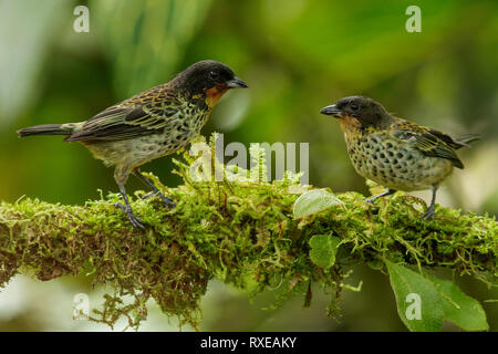 Rufous-throated Tanager (Tangara rufigula) auf einem Zweig in den Anden Kolumbiens thront. Stockfoto