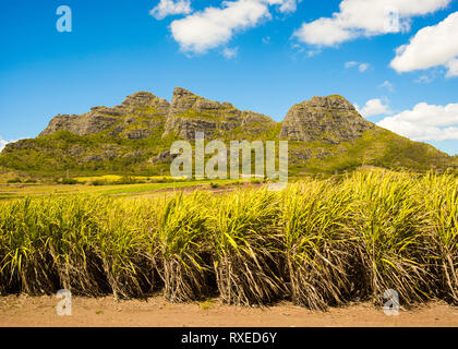 Helle Landschaft von Zuckerrohr Felder in der Nähe der Bergen auf Mauritius Stockfoto