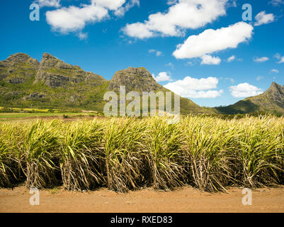 Helle Landschaft von Zuckerrohr Felder in der Nähe der Bergen auf Mauritius Stockfoto