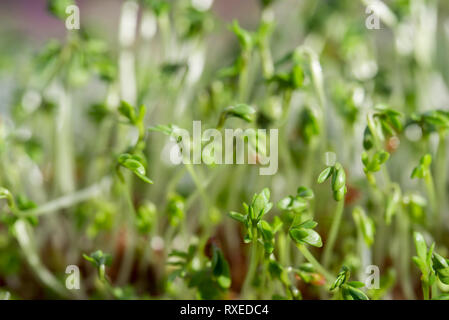 Brunnenkresse frische grüne Blätter Makro selektiven Fokus Stockfoto